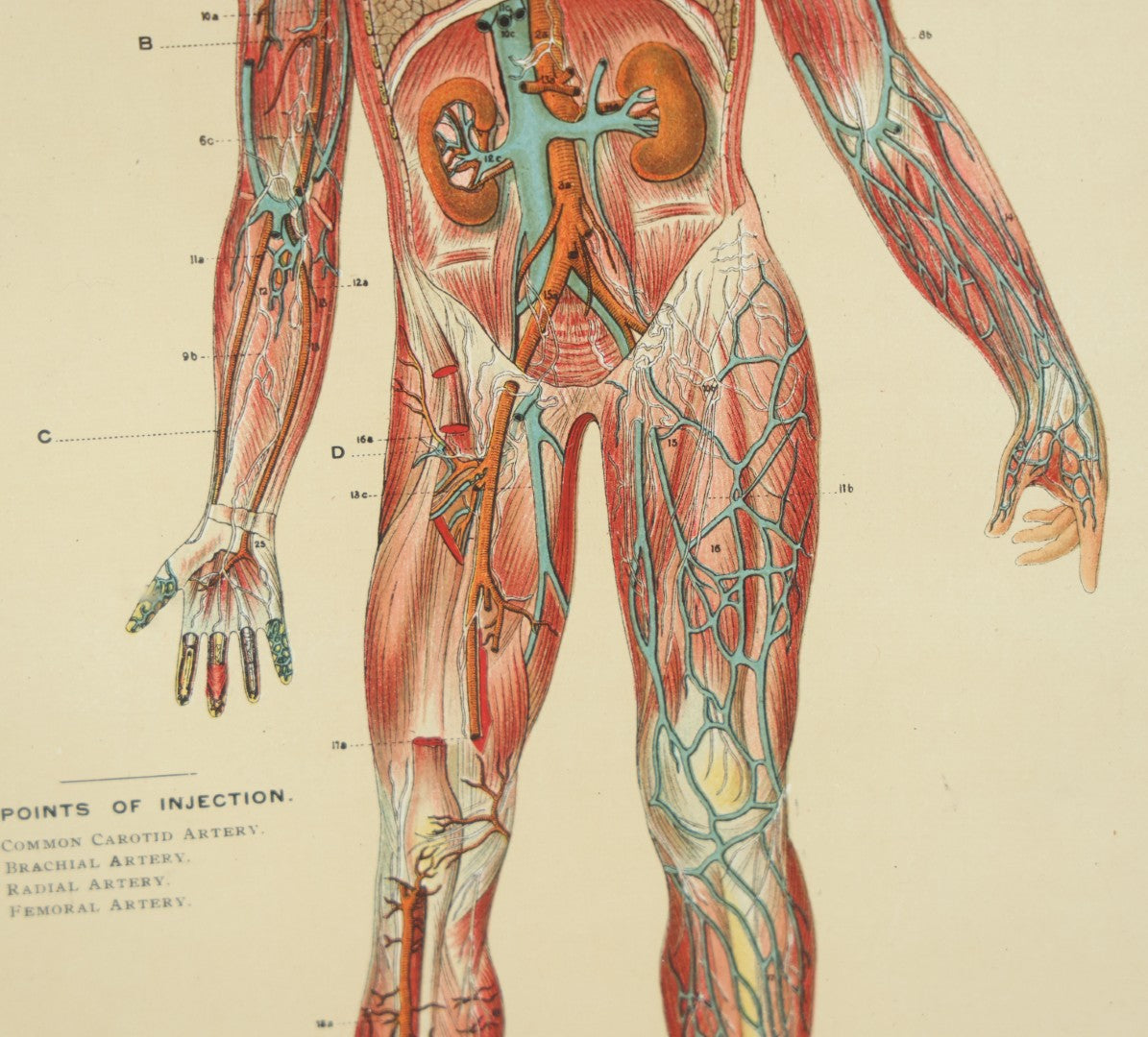 Lot 022 - Antique Medical Anatomy Bookplate Print Of The Muscles, Veins, Arteries, And Nerves, In Frame, 11-3/4" x 13-3/4"