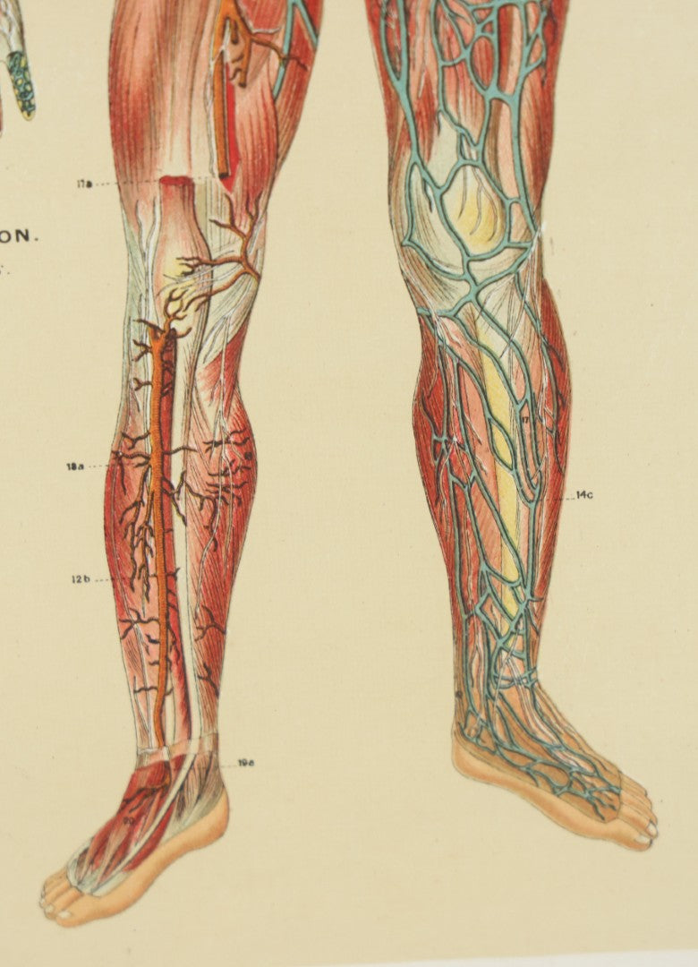 Lot 022 - Antique Medical Anatomy Bookplate Print Of The Muscles, Veins, Arteries, And Nerves, In Frame, 11-3/4" x 13-3/4"