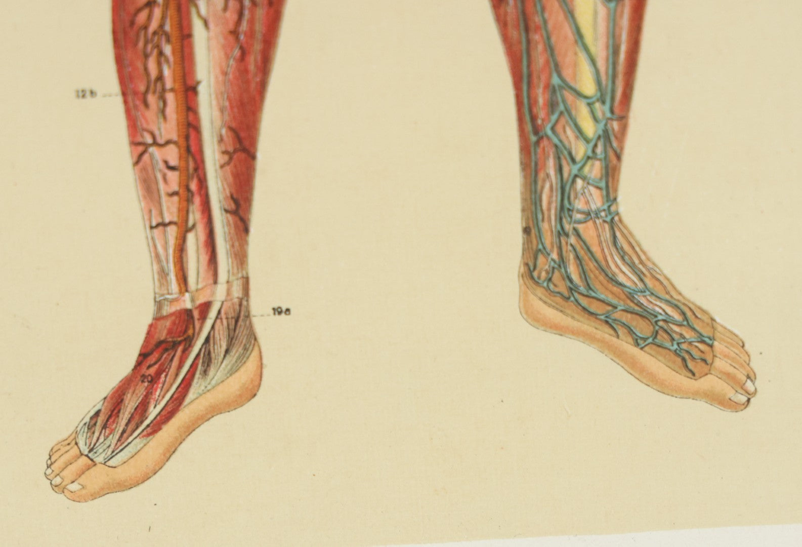 Lot 022 - Antique Medical Anatomy Bookplate Print Of The Muscles, Veins, Arteries, And Nerves, In Frame, 11-3/4" x 13-3/4"