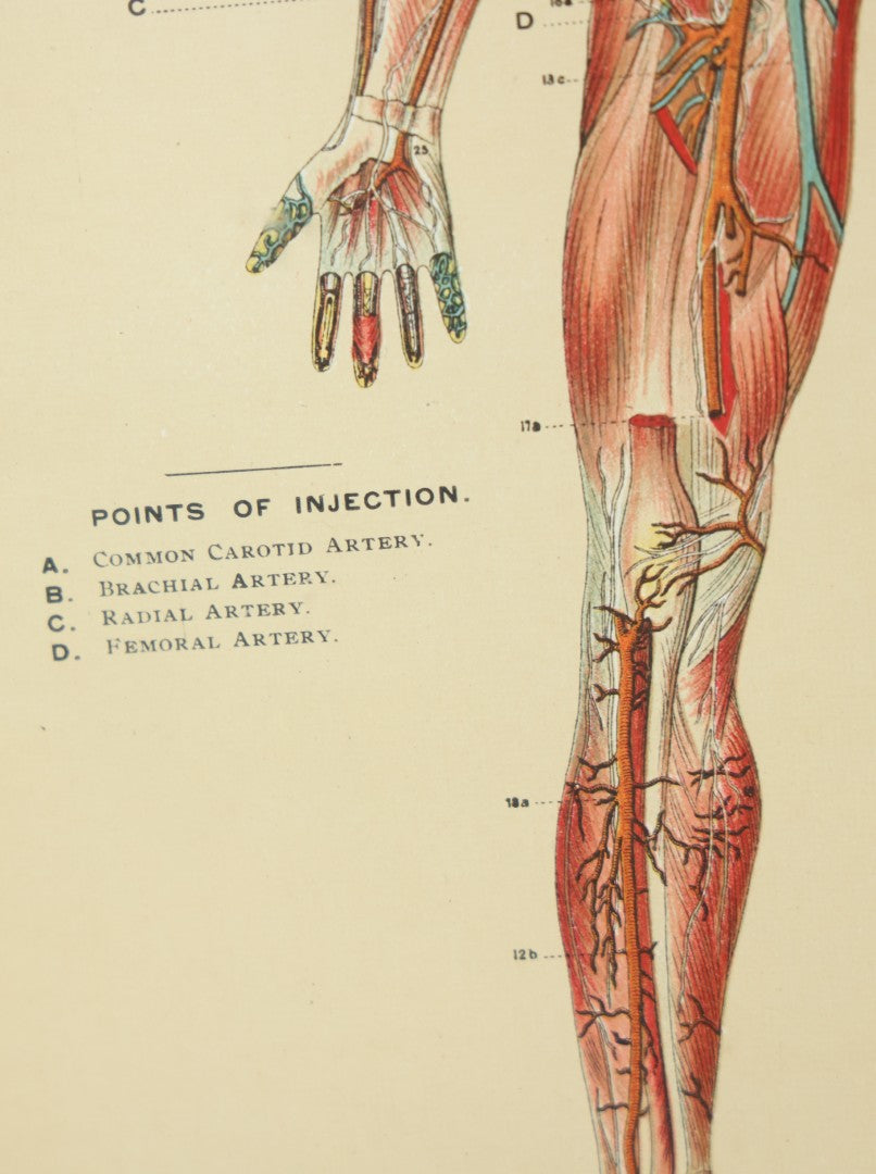 Lot 022 - Antique Medical Anatomy Bookplate Print Of The Muscles, Veins, Arteries, And Nerves, In Frame, 11-3/4" x 13-3/4"