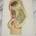 Lot 026 - Antique Medical Anatomy Bookplate Fold Out Double Wide Diagram Of The Sectional View Of The Female, 14-1/2" x 20-7/8"