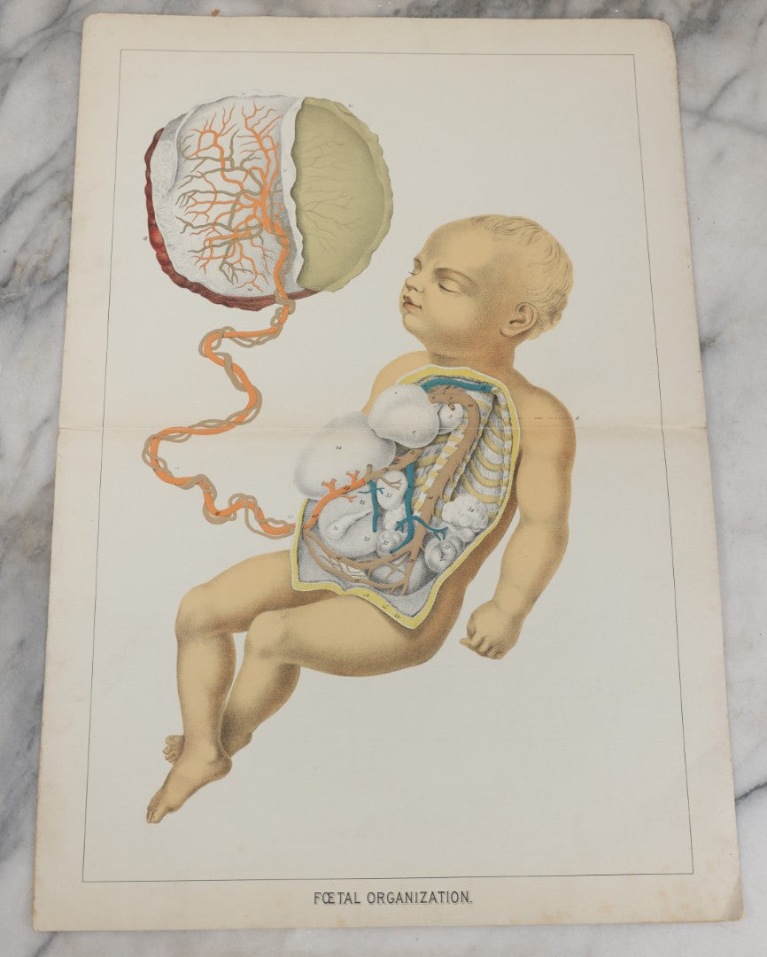 Lot 027 - Antique Medical Anatomy Bookplate Fold Out Double Wide Diagram Of Foetal Organization, Fetus, Baby, 14-1/2" x 20-7/8"