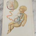 Lot 027 - Antique Medical Anatomy Bookplate Fold Out Double Wide Diagram Of Foetal Organization, Fetus, Baby, 14-1/2" x 20-7/8"