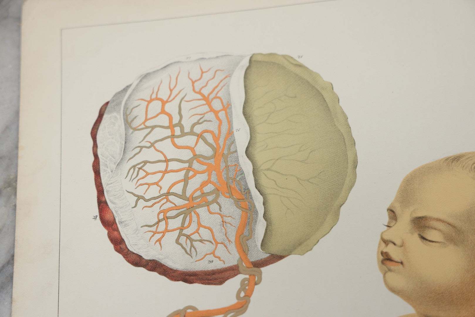 Lot 027 - Antique Medical Anatomy Bookplate Fold Out Double Wide Diagram Of Foetal Organization, Fetus, Baby, 14-1/2" x 20-7/8"