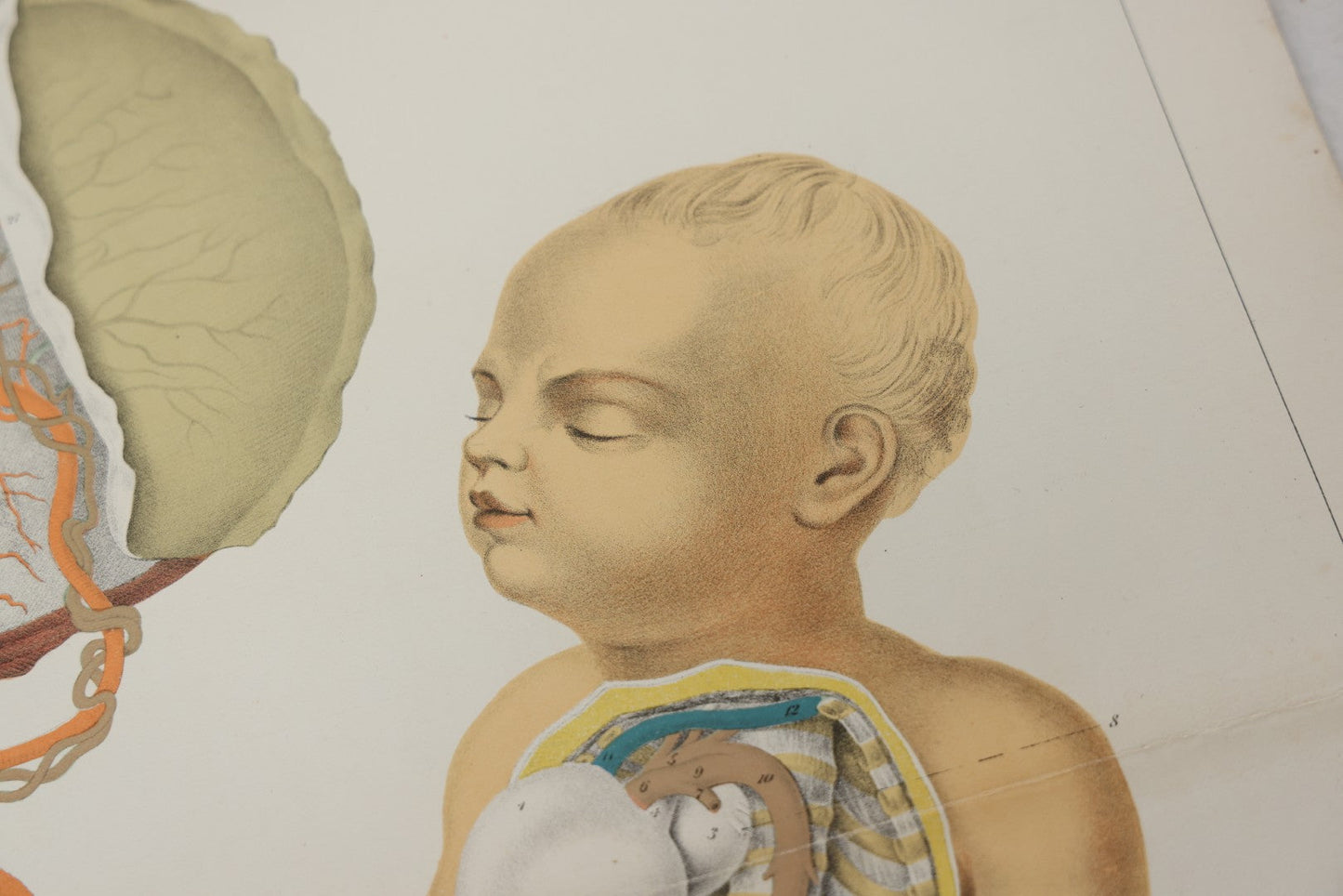 Lot 027 - Antique Medical Anatomy Bookplate Fold Out Double Wide Diagram Of Foetal Organization, Fetus, Baby, 14-1/2" x 20-7/8"