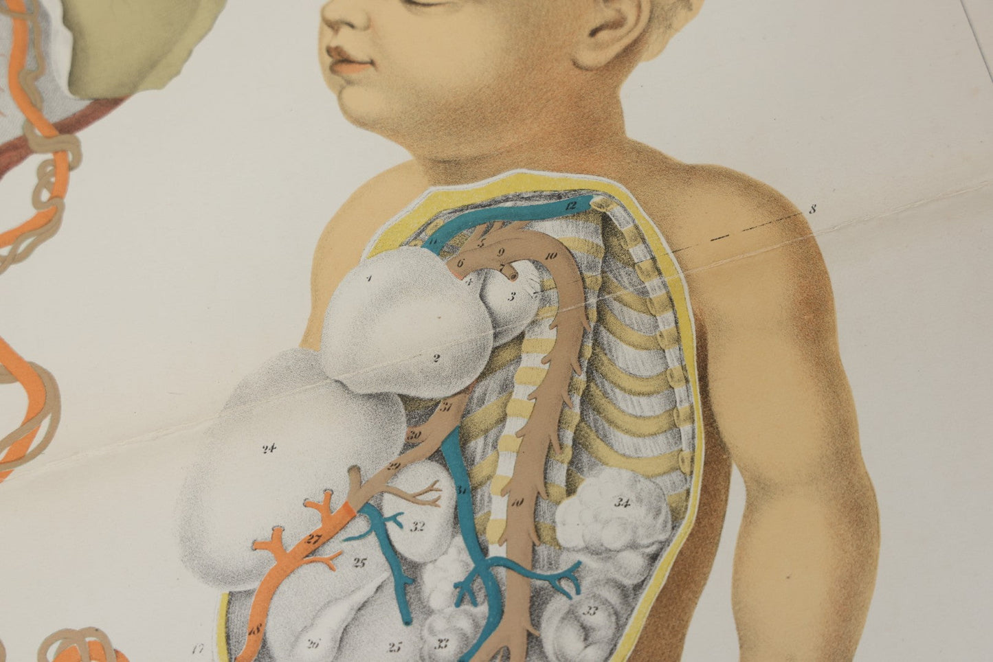 Lot 027 - Antique Medical Anatomy Bookplate Fold Out Double Wide Diagram Of Foetal Organization, Fetus, Baby, 14-1/2" x 20-7/8"