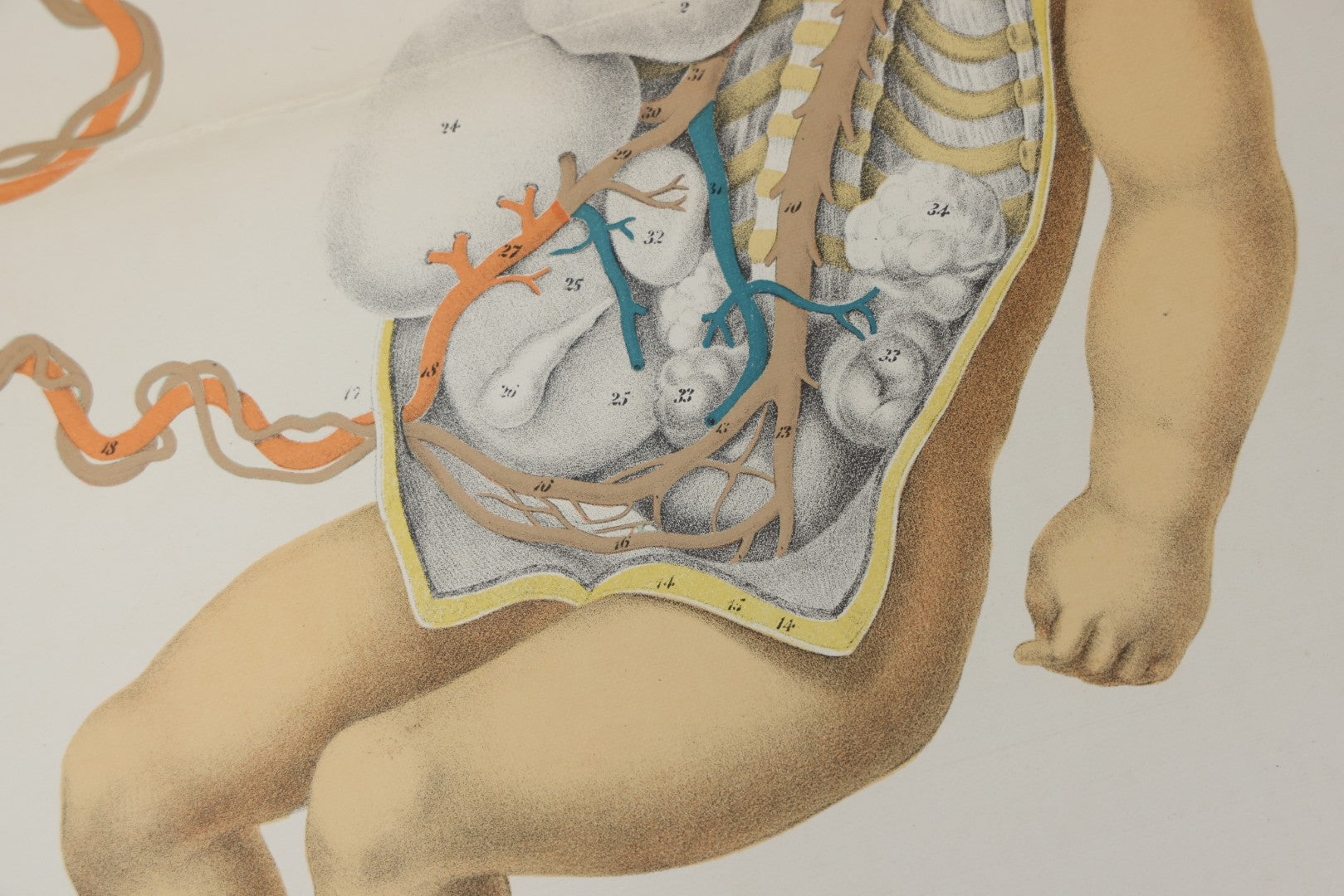 Lot 027 - Antique Medical Anatomy Bookplate Fold Out Double Wide Diagram Of Foetal Organization, Fetus, Baby, 14-1/2" x 20-7/8"