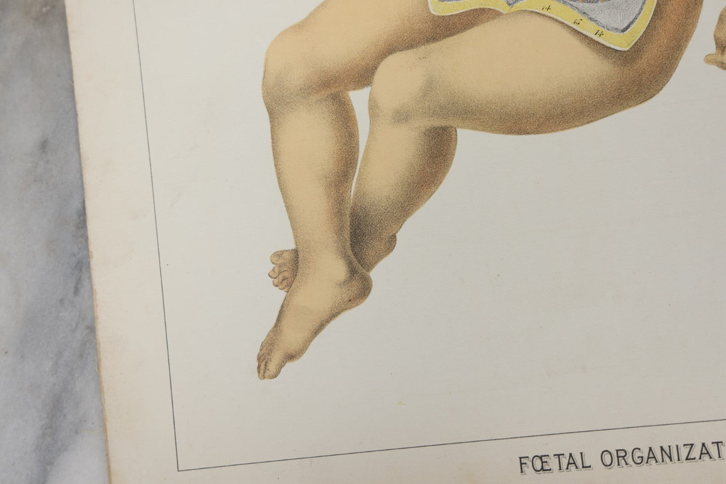 Lot 027 - Antique Medical Anatomy Bookplate Fold Out Double Wide Diagram Of Foetal Organization, Fetus, Baby, 14-1/2" x 20-7/8"