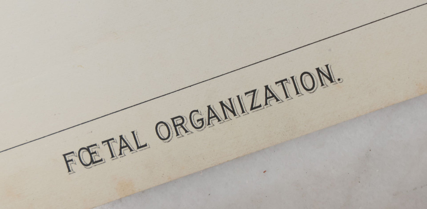 Lot 027 - Antique Medical Anatomy Bookplate Fold Out Double Wide Diagram Of Foetal Organization, Fetus, Baby, 14-1/2" x 20-7/8"