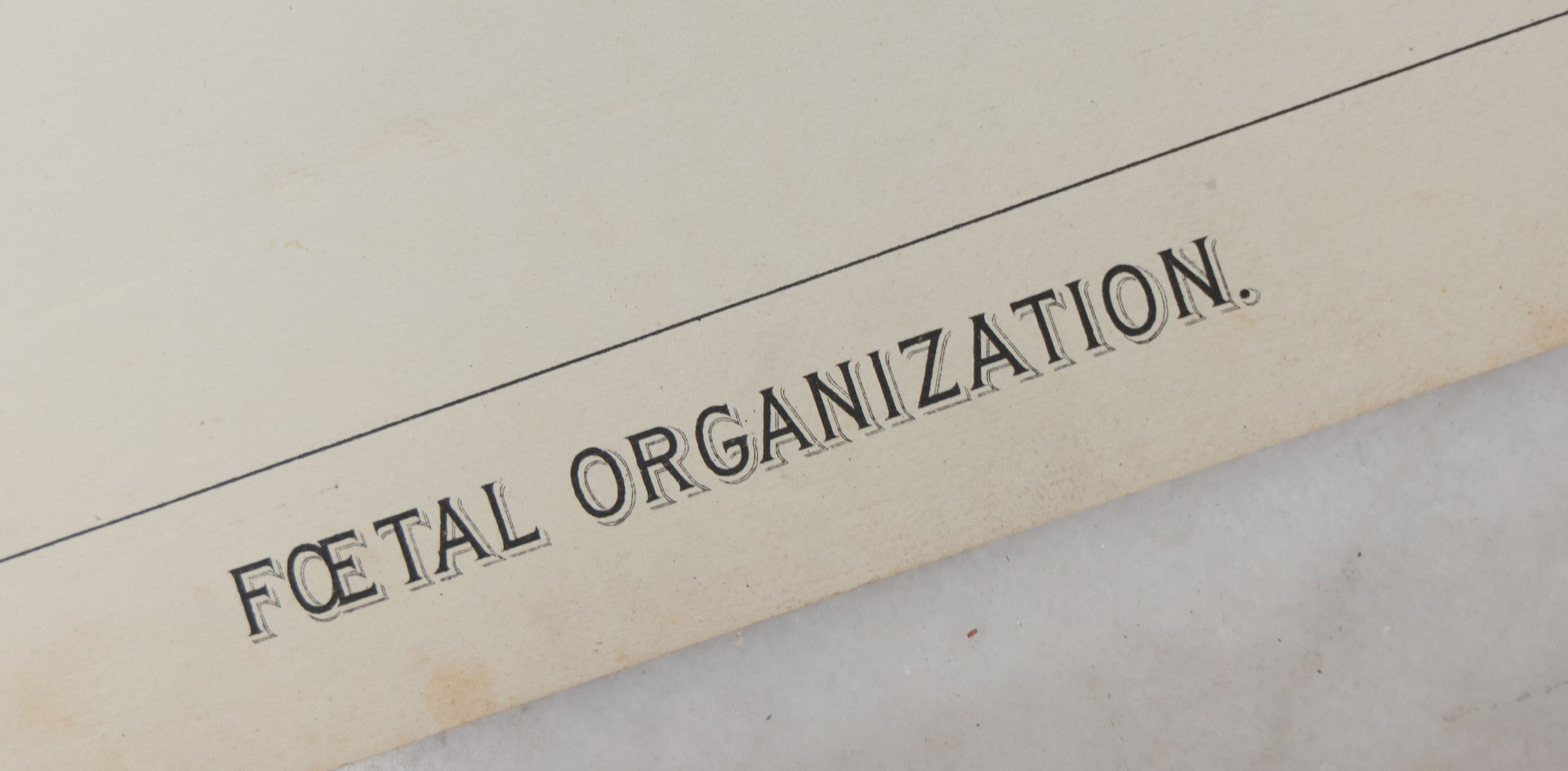 Lot 027 - Antique Medical Anatomy Bookplate Fold Out Double Wide Diagram Of Foetal Organization, Fetus, Baby, 14-1/2" x 20-7/8"