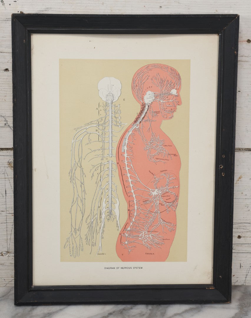 Lot 028 - Antique Medical Anatomy Bookplate Print Of The Nervous System, In Frame, No Glass, 12-3/8" x 16-1/4"