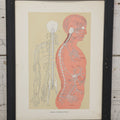 Lot 028 - Antique Medical Anatomy Bookplate Print Of The Nervous System, In Frame, No Glass, 12-3/8" x 16-1/4"