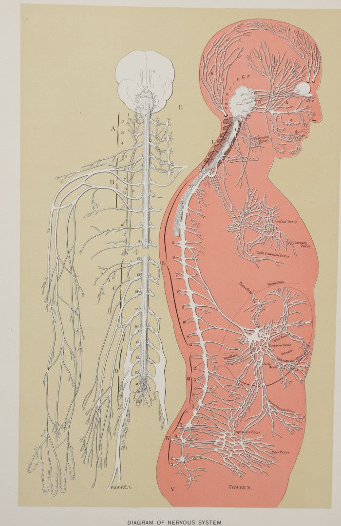 Lot 028 - Antique Medical Anatomy Bookplate Print Of The Nervous System, In Frame, No Glass, 12-3/8" x 16-1/4"