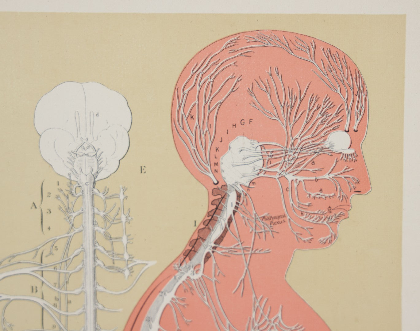 Lot 028 - Antique Medical Anatomy Bookplate Print Of The Nervous System, In Frame, No Glass, 12-3/8" x 16-1/4"