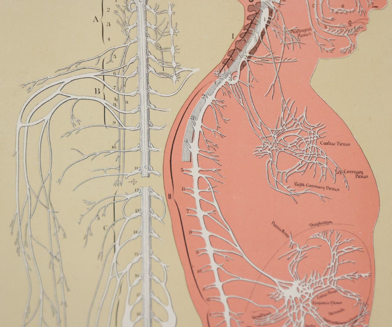Lot 028 - Antique Medical Anatomy Bookplate Print Of The Nervous System, In Frame, No Glass, 12-3/8" x 16-1/4"