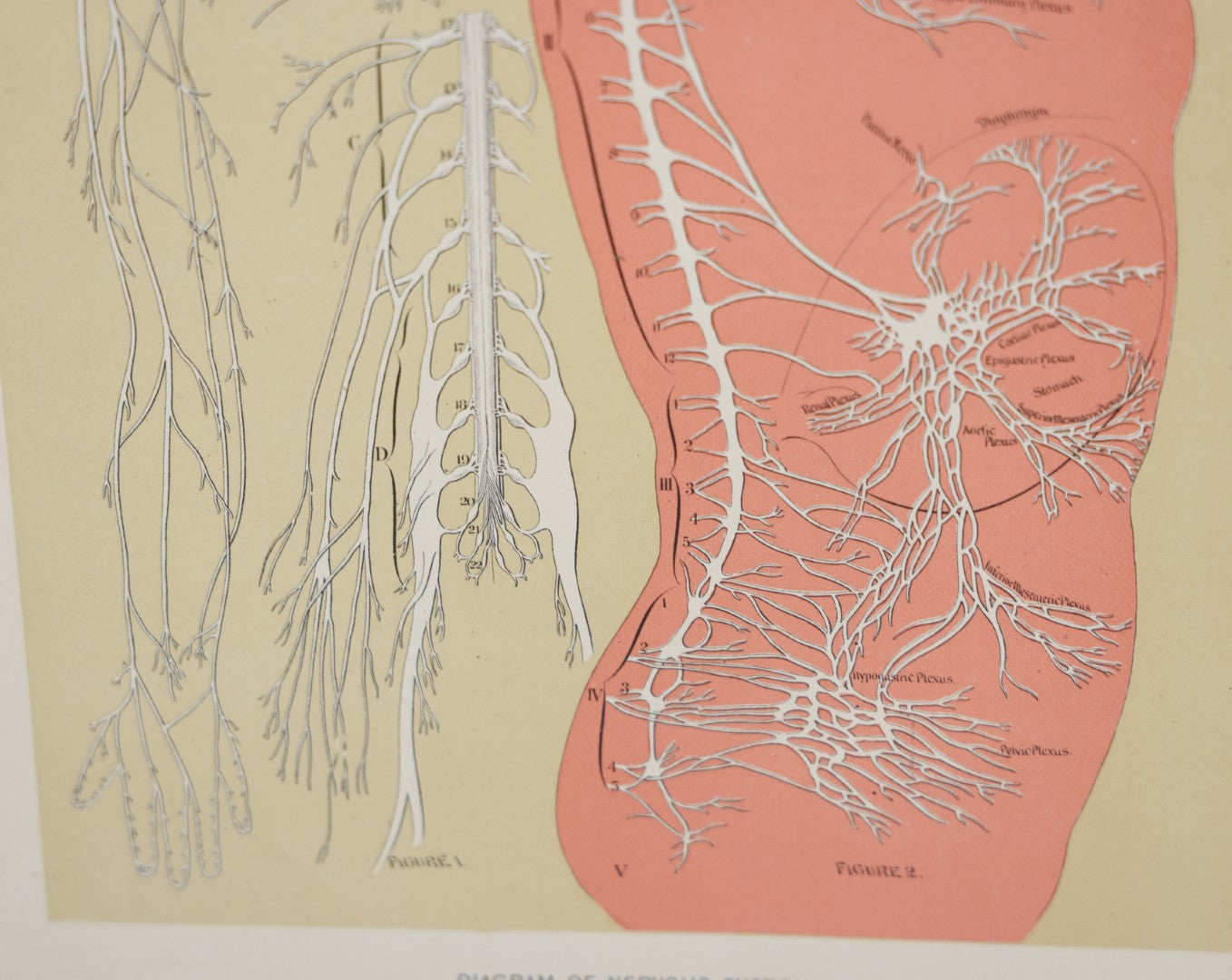 Lot 028 - Antique Medical Anatomy Bookplate Print Of The Nervous System, In Frame, No Glass, 12-3/8" x 16-1/4"