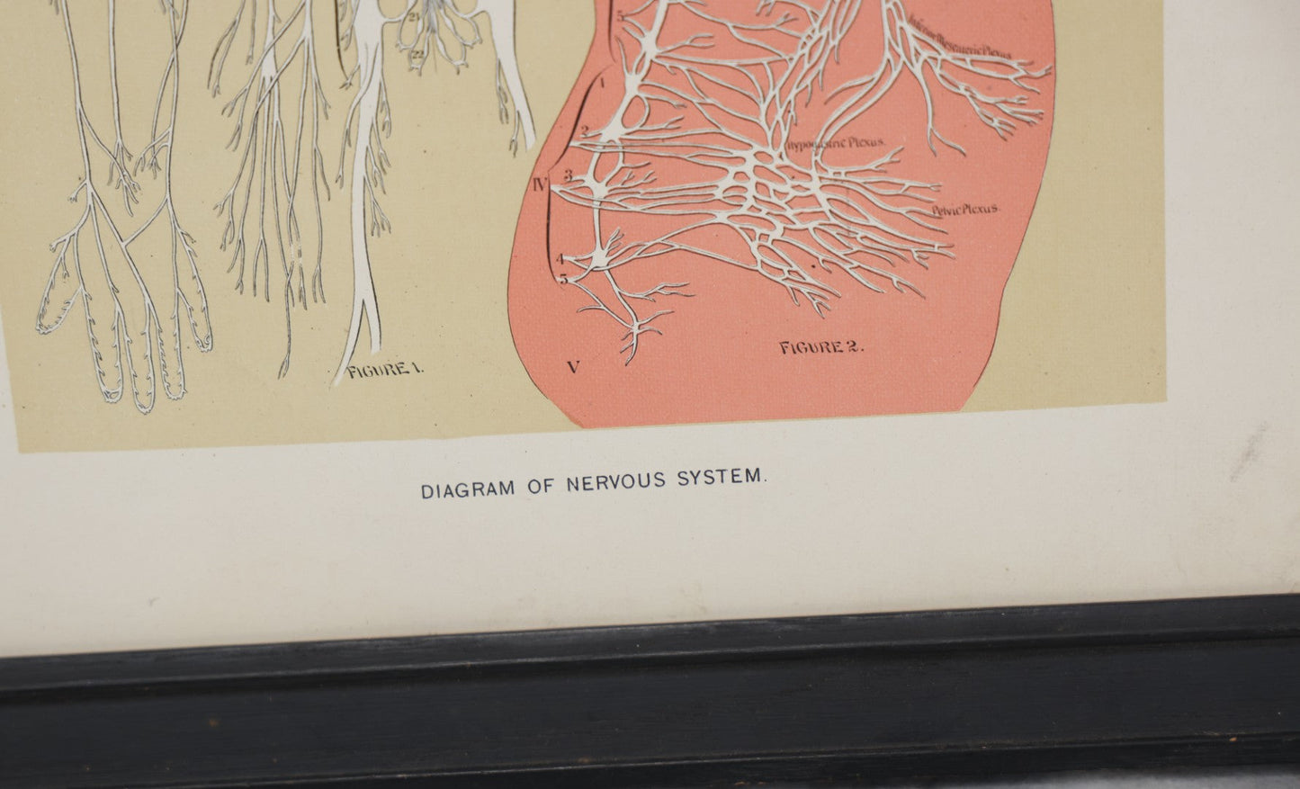 Lot 028 - Antique Medical Anatomy Bookplate Print Of The Nervous System, In Frame, No Glass, 12-3/8" x 16-1/4"