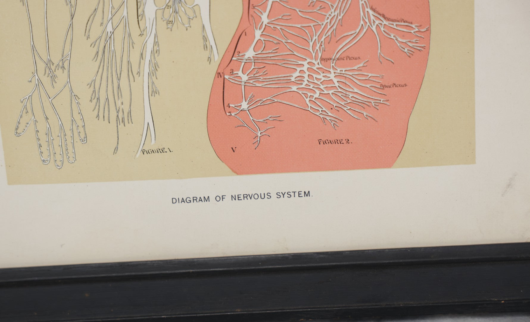 Lot 028 - Antique Medical Anatomy Bookplate Print Of The Nervous System, In Frame, No Glass, 12-3/8" x 16-1/4"