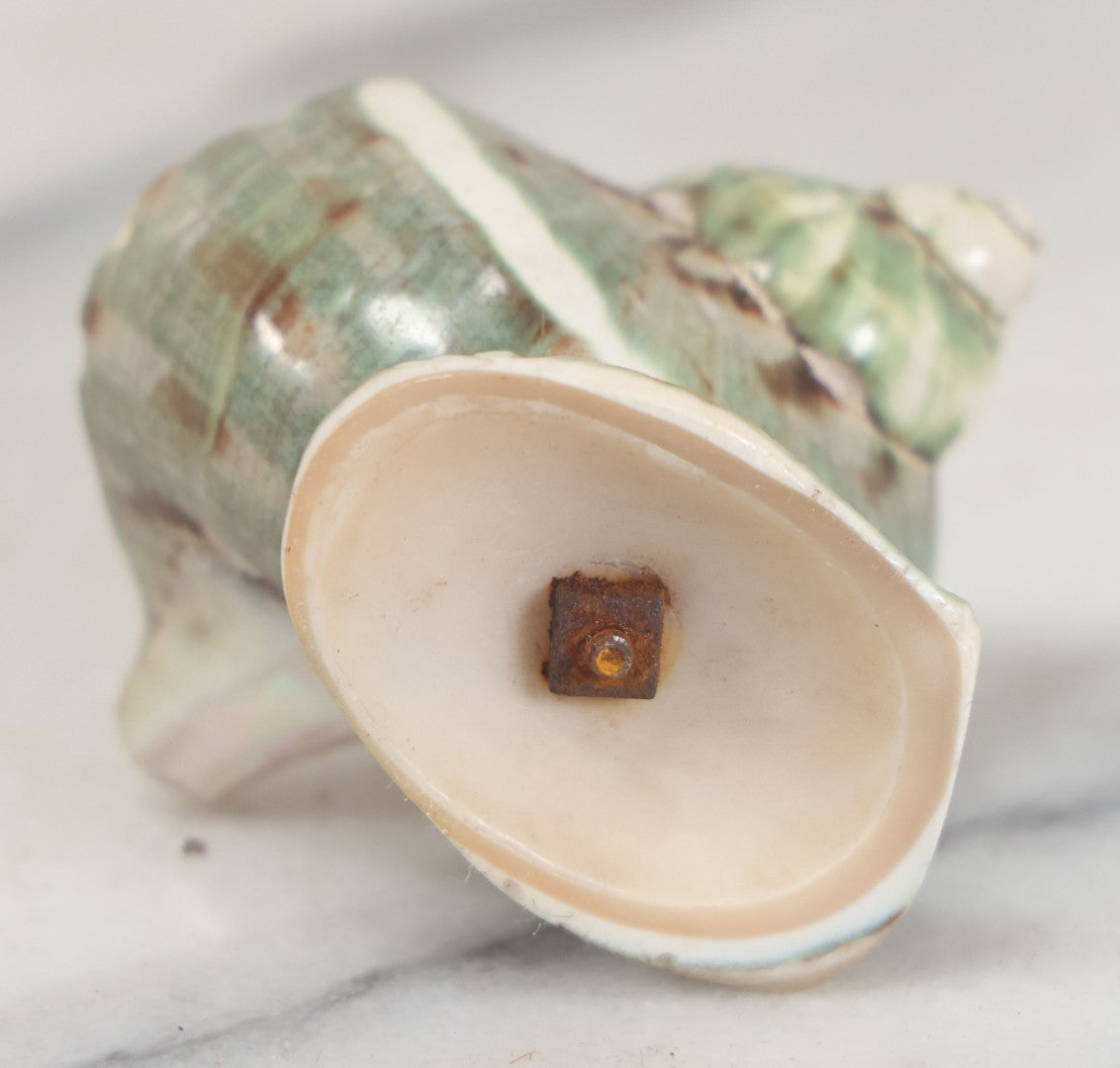 Lot 035 - Antique Real Shell Nautilus Salt Cellar With Shell Base, Polished Surface