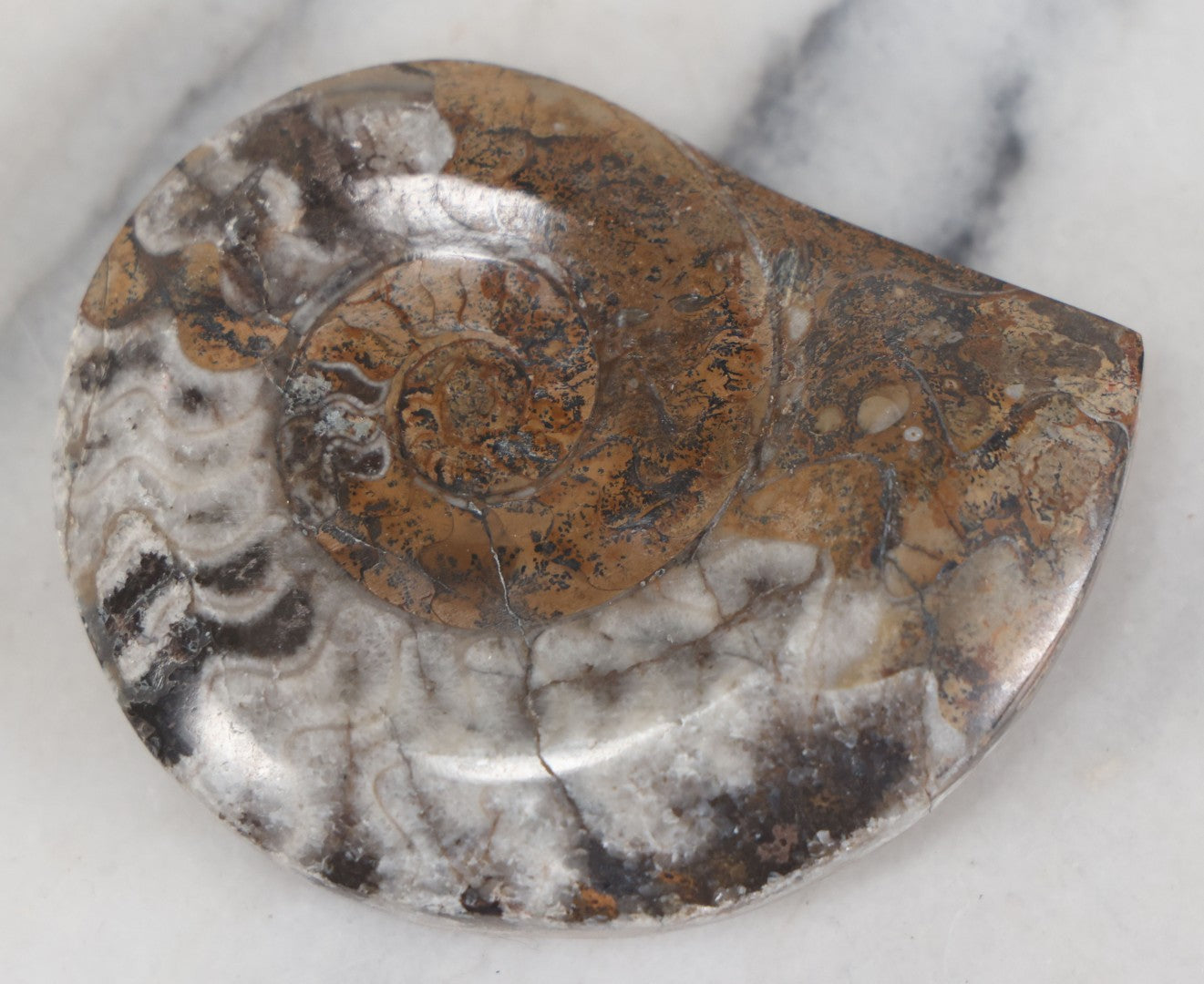 Lot 036 - Genuine Polished Ammonite Fossil, 3-1/2" Approximate Diameter