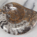 Lot 036 - Genuine Polished Ammonite Fossil, 3-1/2" Approximate Diameter