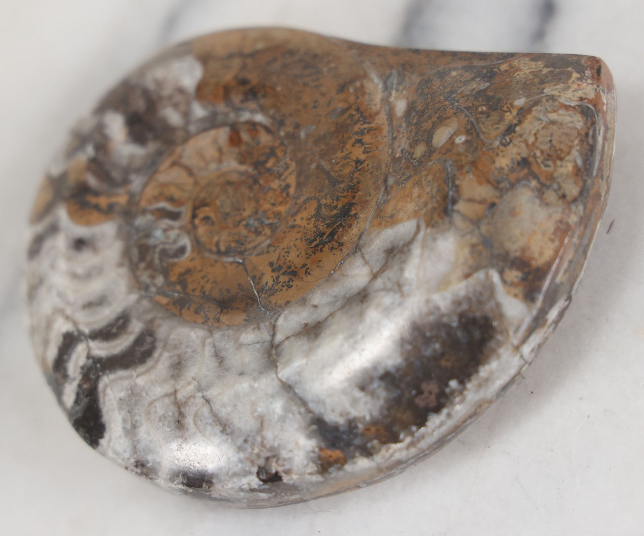 Lot 036 - Genuine Polished Ammonite Fossil, 3-1/2" Approximate Diameter