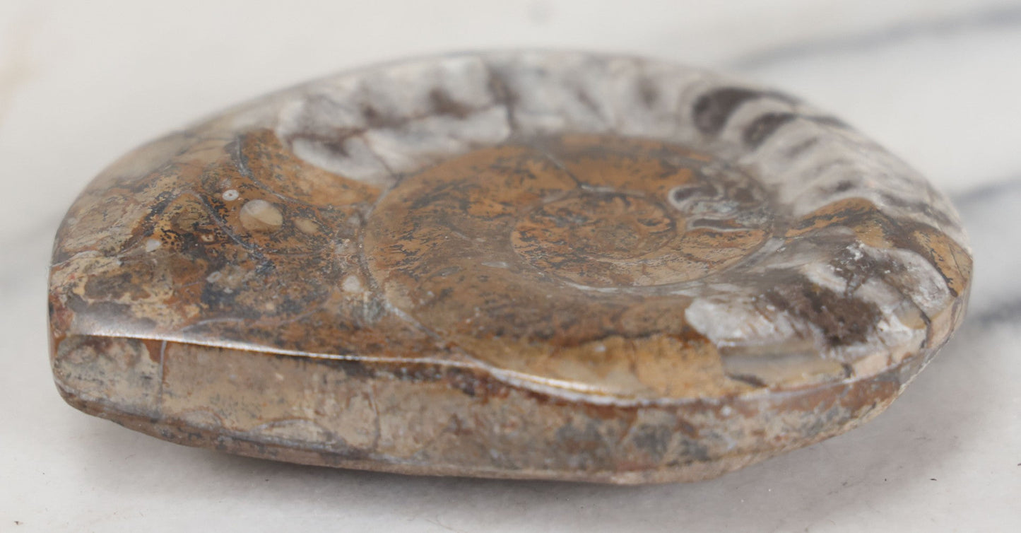 Lot 036 - Genuine Polished Ammonite Fossil, 3-1/2" Approximate Diameter