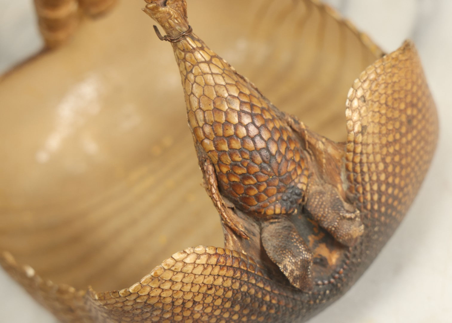 Lot 003 - Vintage Taxidermy Armadillo Purse Novelty, Made From A Genuine Armadillo