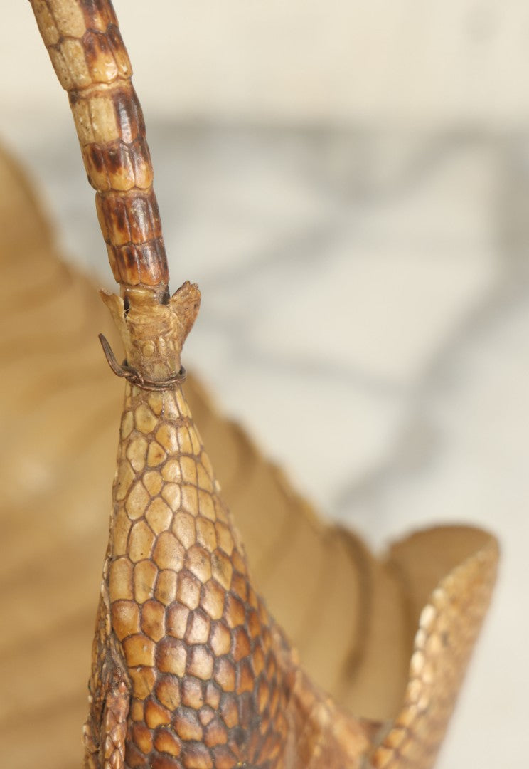 Lot 003 - Vintage Taxidermy Armadillo Purse Novelty, Made From A Genuine Armadillo