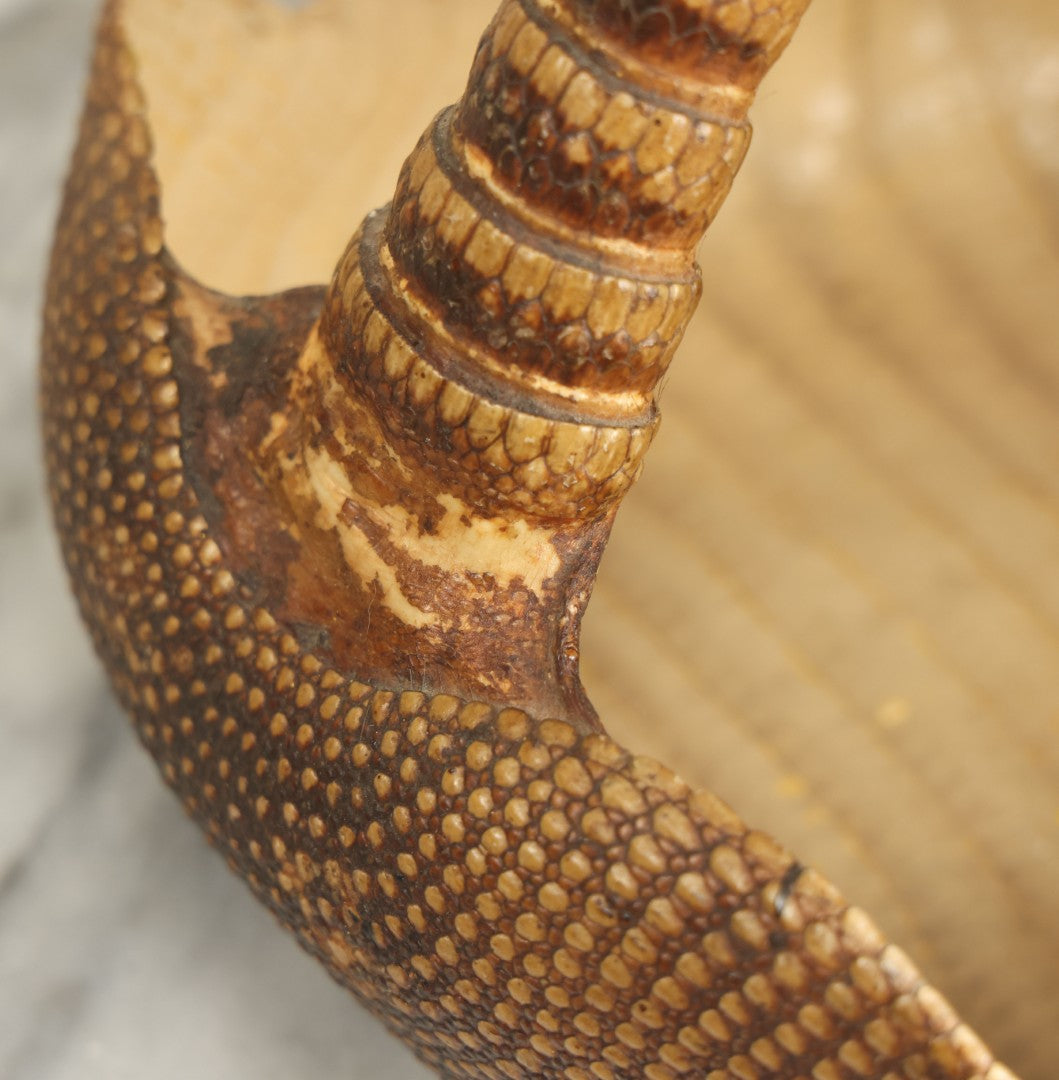 Lot 003 - Vintage Taxidermy Armadillo Purse Novelty, Made From A Genuine Armadillo