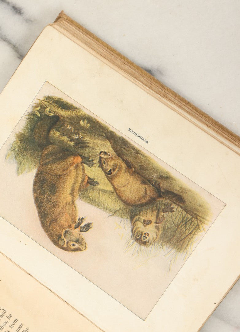 Lot 136 - "Squirrels And Other Fur-Bearers" Antique Book By John Burroughs, School Edition, With Fox On Cover, Note Pages Missing, Loose, Houghton Mifflin Co., Boston
