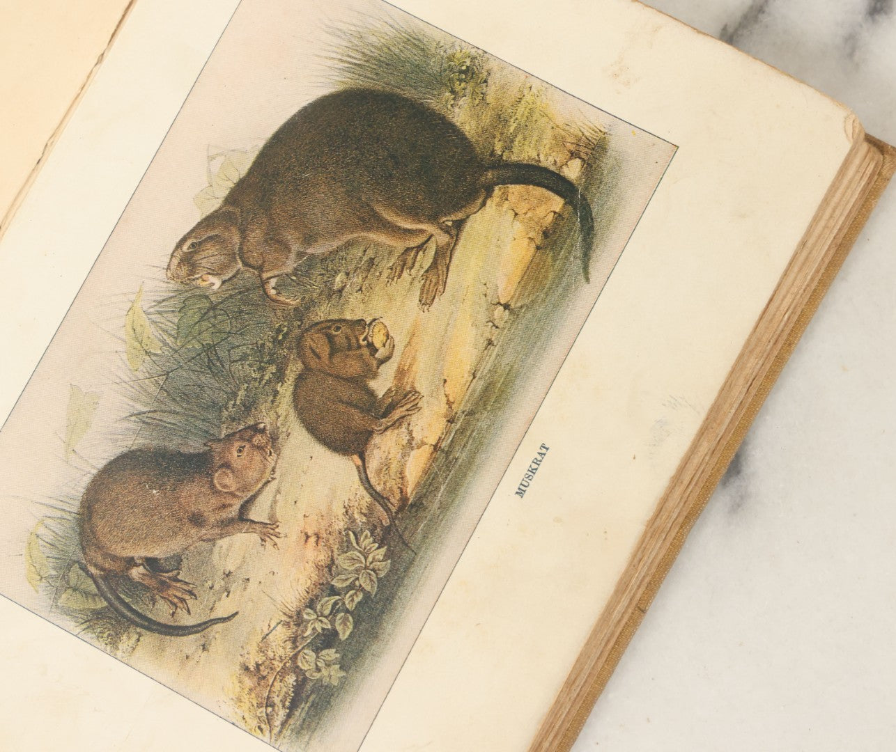 Lot 136 - "Squirrels And Other Fur-Bearers" Antique Book By John Burroughs, School Edition, With Fox On Cover, Note Pages Missing, Loose, Houghton Mifflin Co., Boston