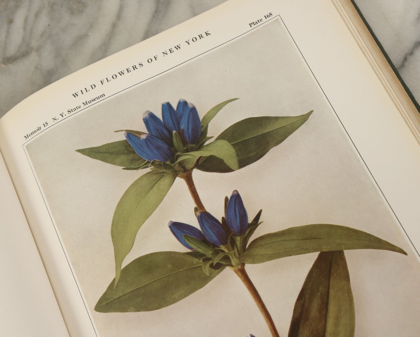 Lot 143 - "Wildflowers Of New York: Part 2" Antique Book By Homer D. House, State Botanist, The University Of The State Of New York, State Museum, Published 1918, Illustrated