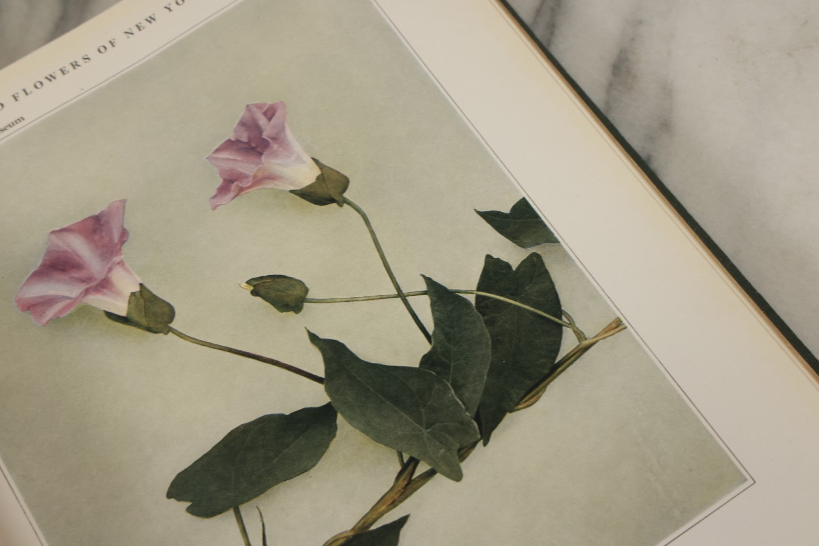 Lot 143 - "Wildflowers Of New York: Part 2" Antique Book By Homer D. House, State Botanist, The University Of The State Of New York, State Museum, Published 1918, Illustrated