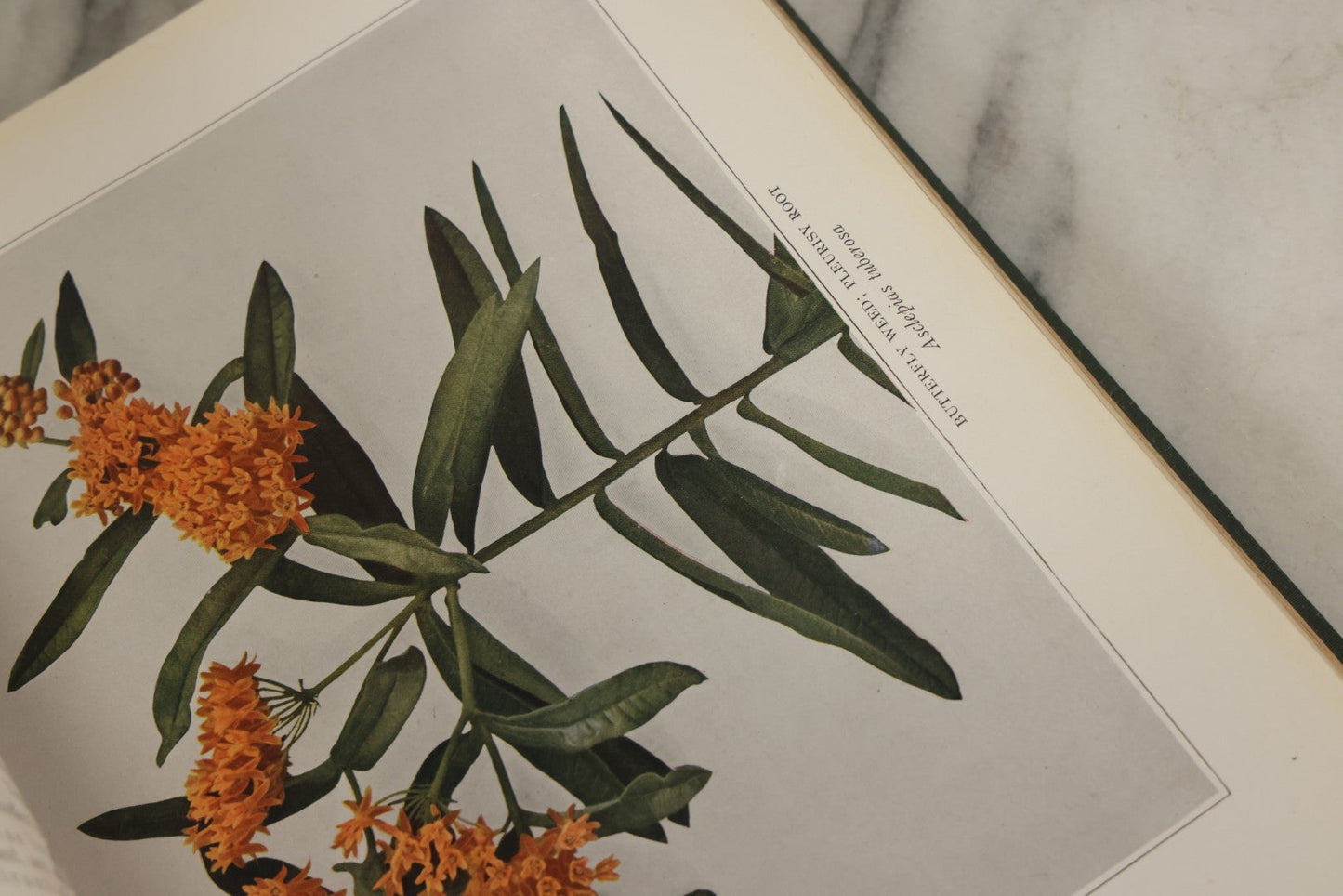 Lot 143 - "Wildflowers Of New York: Part 2" Antique Book By Homer D. House, State Botanist, The University Of The State Of New York, State Museum, Published 1918, Illustrated