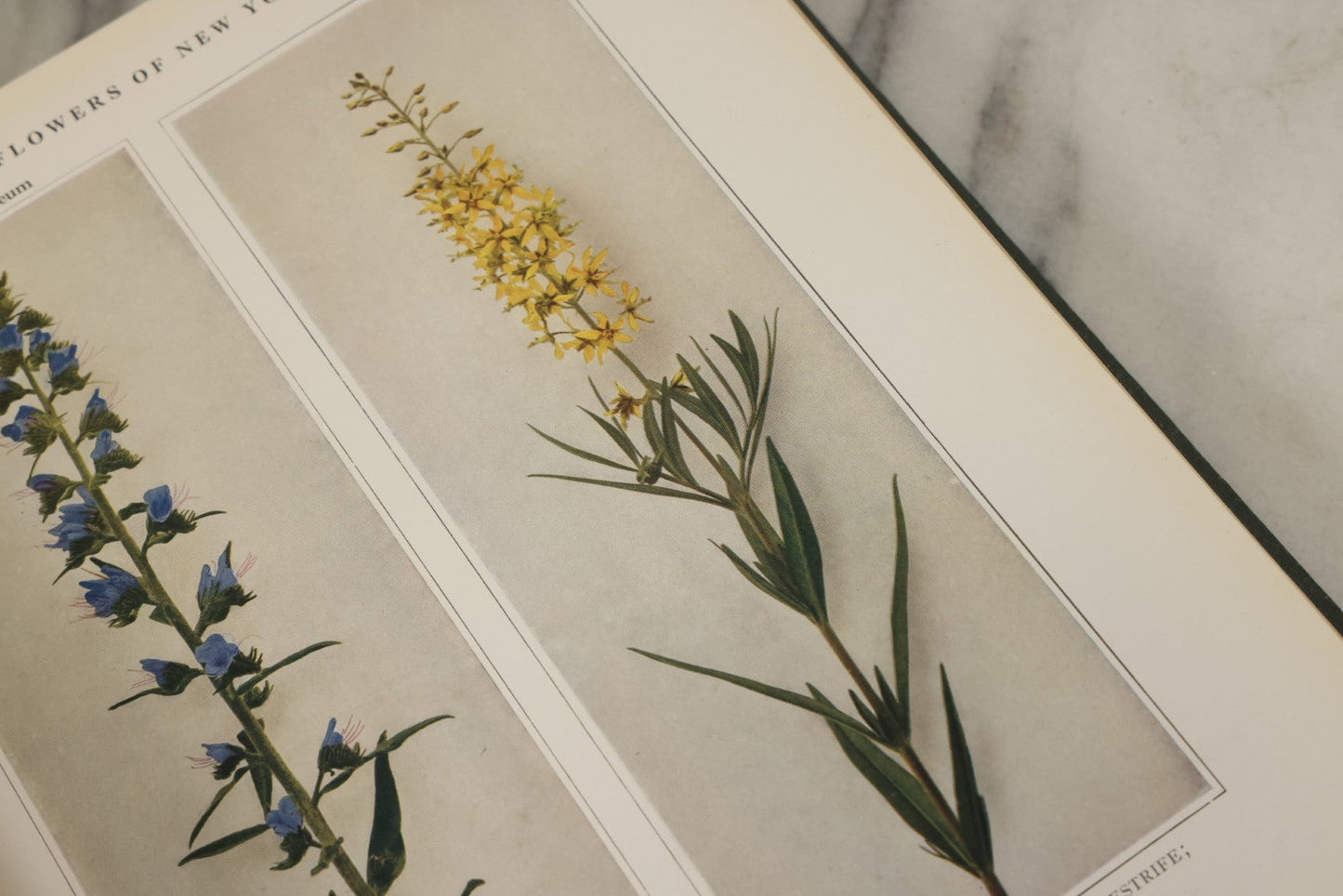 Lot 143 - "Wildflowers Of New York: Part 2" Antique Book By Homer D. House, State Botanist, The University Of The State Of New York, State Museum, Published 1918, Illustrated