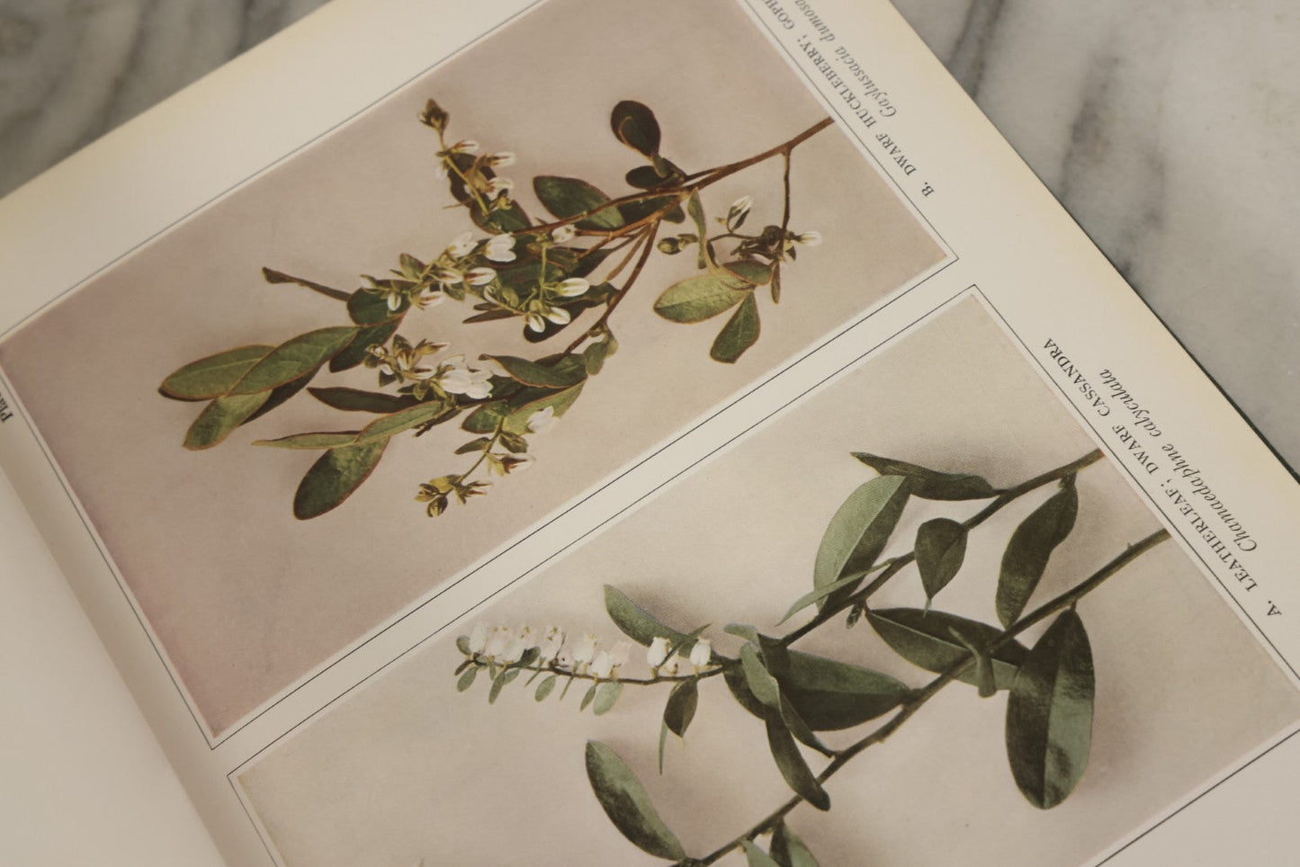 Lot 143 - "Wildflowers Of New York: Part 2" Antique Book By Homer D. House, State Botanist, The University Of The State Of New York, State Museum, Published 1918, Illustrated