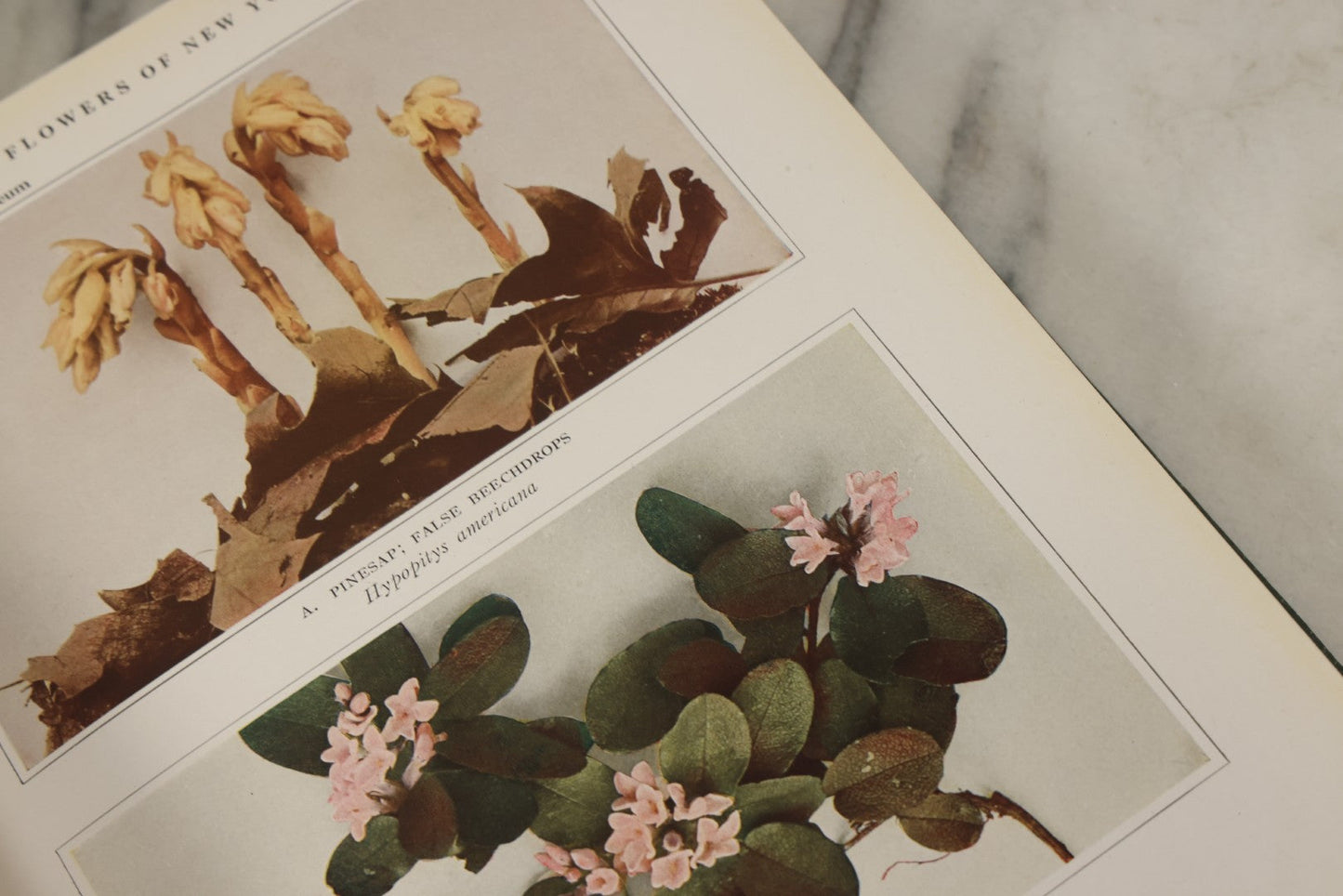 Lot 143 - "Wildflowers Of New York: Part 2" Antique Book By Homer D. House, State Botanist, The University Of The State Of New York, State Museum, Published 1918, Illustrated