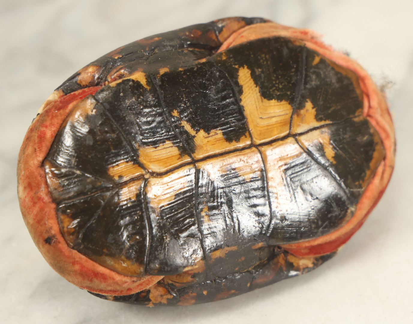 Lot 023 - Antique Folk Art Hand Painted Handmade Turtle Shell Pin Cushion With Handle, Painted Details
