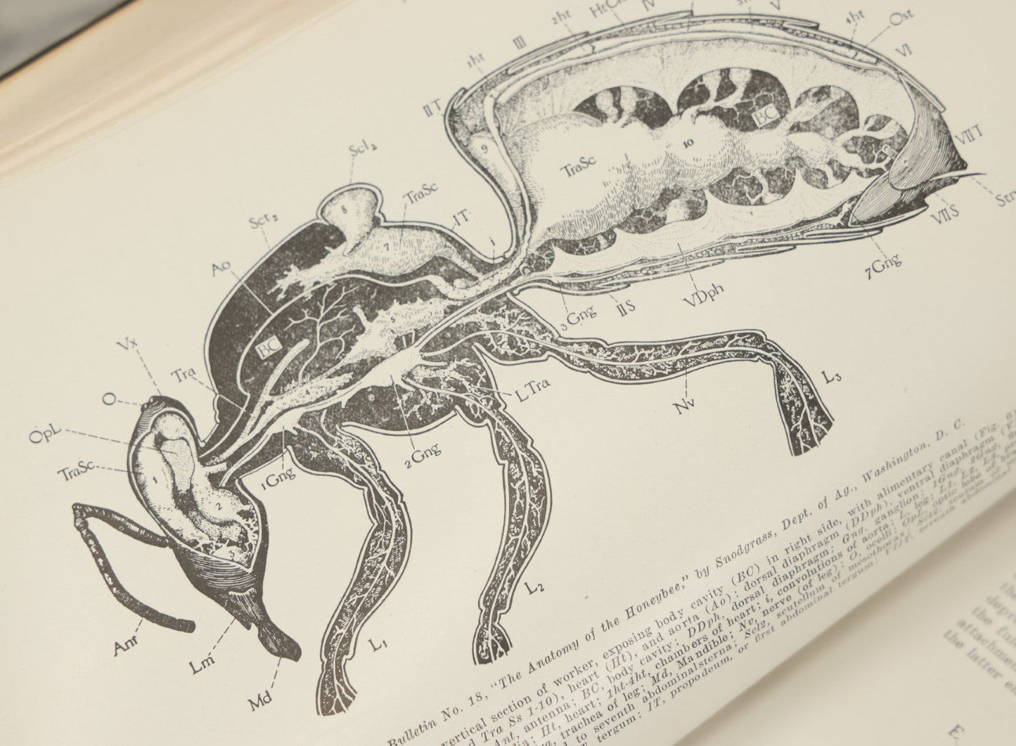 Lot 047 - "The Abc And Xyz Of Bee Culture" Antique Book By A.I. Root And E.R. Root, All About The Care Of Honey Bees, Profusely Illustrated, 1913 Edition