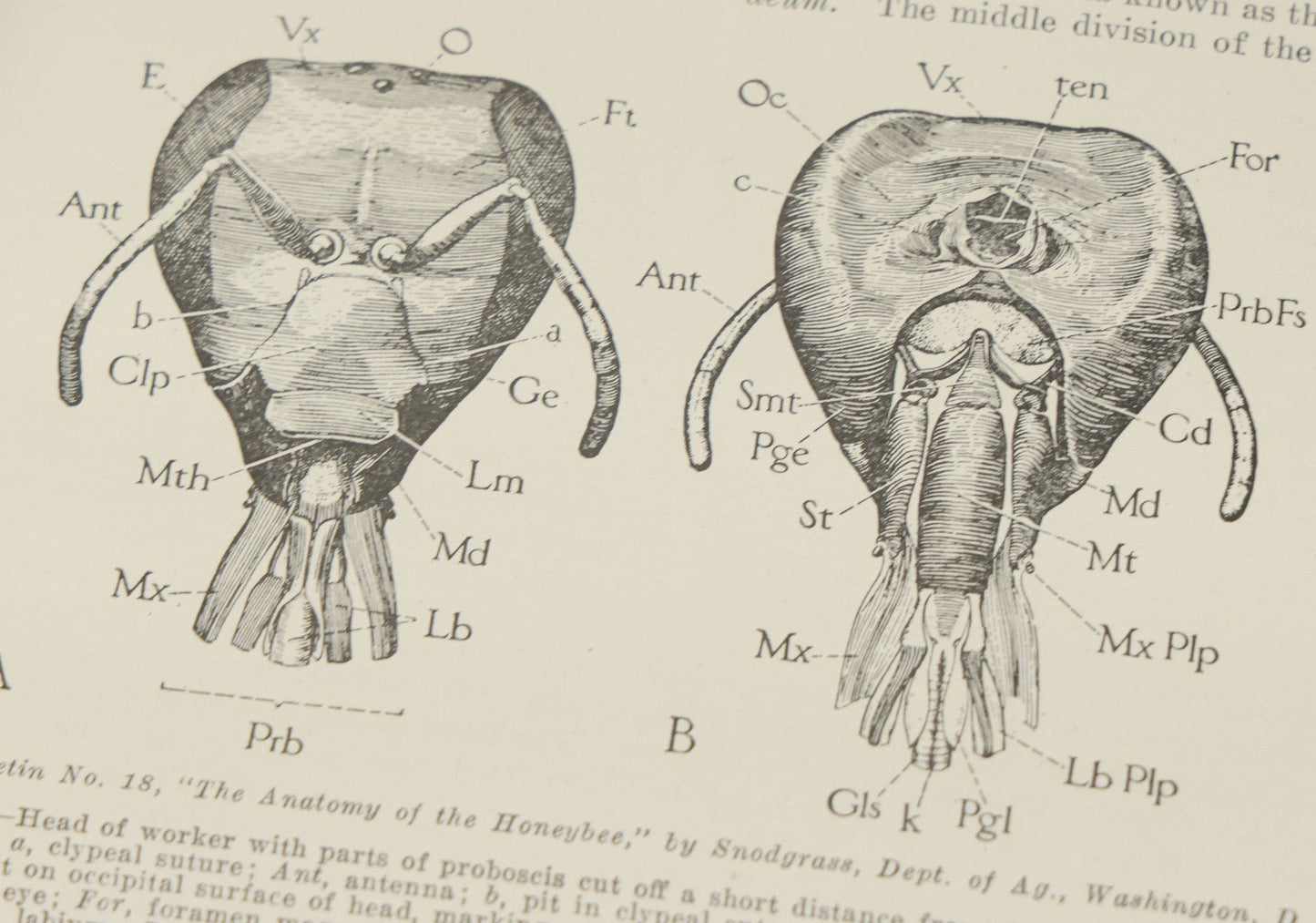 Lot 047 - "The Abc And Xyz Of Bee Culture" Antique Book By A.I. Root And E.R. Root, All About The Care Of Honey Bees, Profusely Illustrated, 1913 Edition