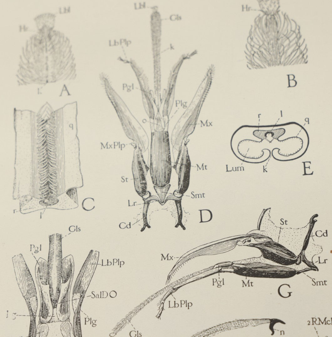 Lot 047 - "The Abc And Xyz Of Bee Culture" Antique Book By A.I. Root And E.R. Root, All About The Care Of Honey Bees, Profusely Illustrated, 1913 Edition