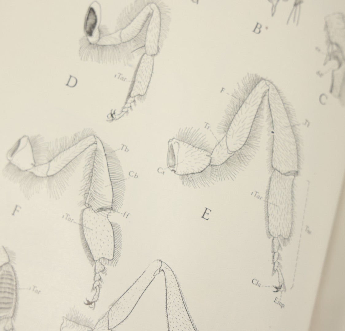 Lot 047 - "The Abc And Xyz Of Bee Culture" Antique Book By A.I. Root And E.R. Root, All About The Care Of Honey Bees, Profusely Illustrated, 1913 Edition