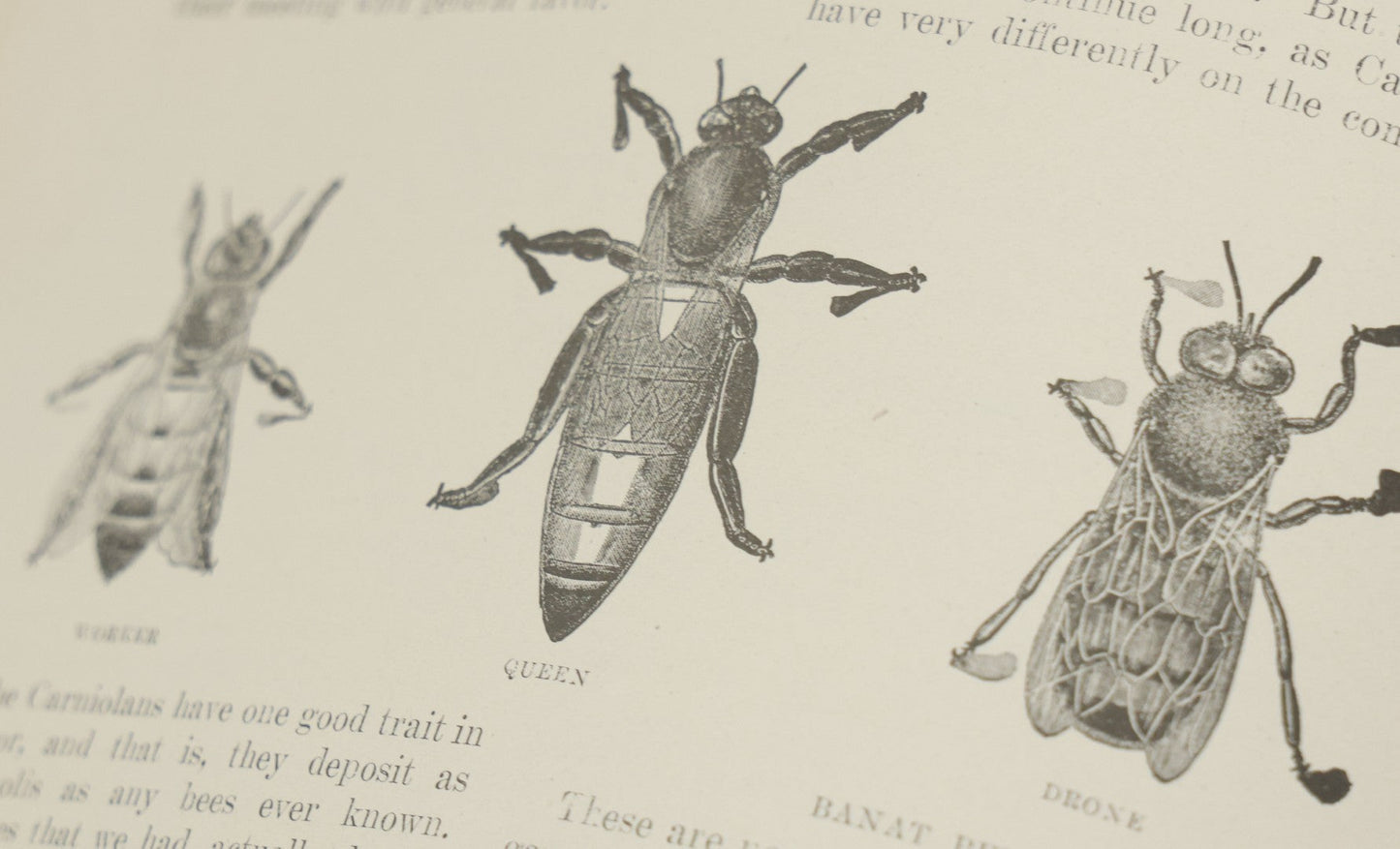 Lot 047 - "The Abc And Xyz Of Bee Culture" Antique Book By A.I. Root And E.R. Root, All About The Care Of Honey Bees, Profusely Illustrated, 1913 Edition