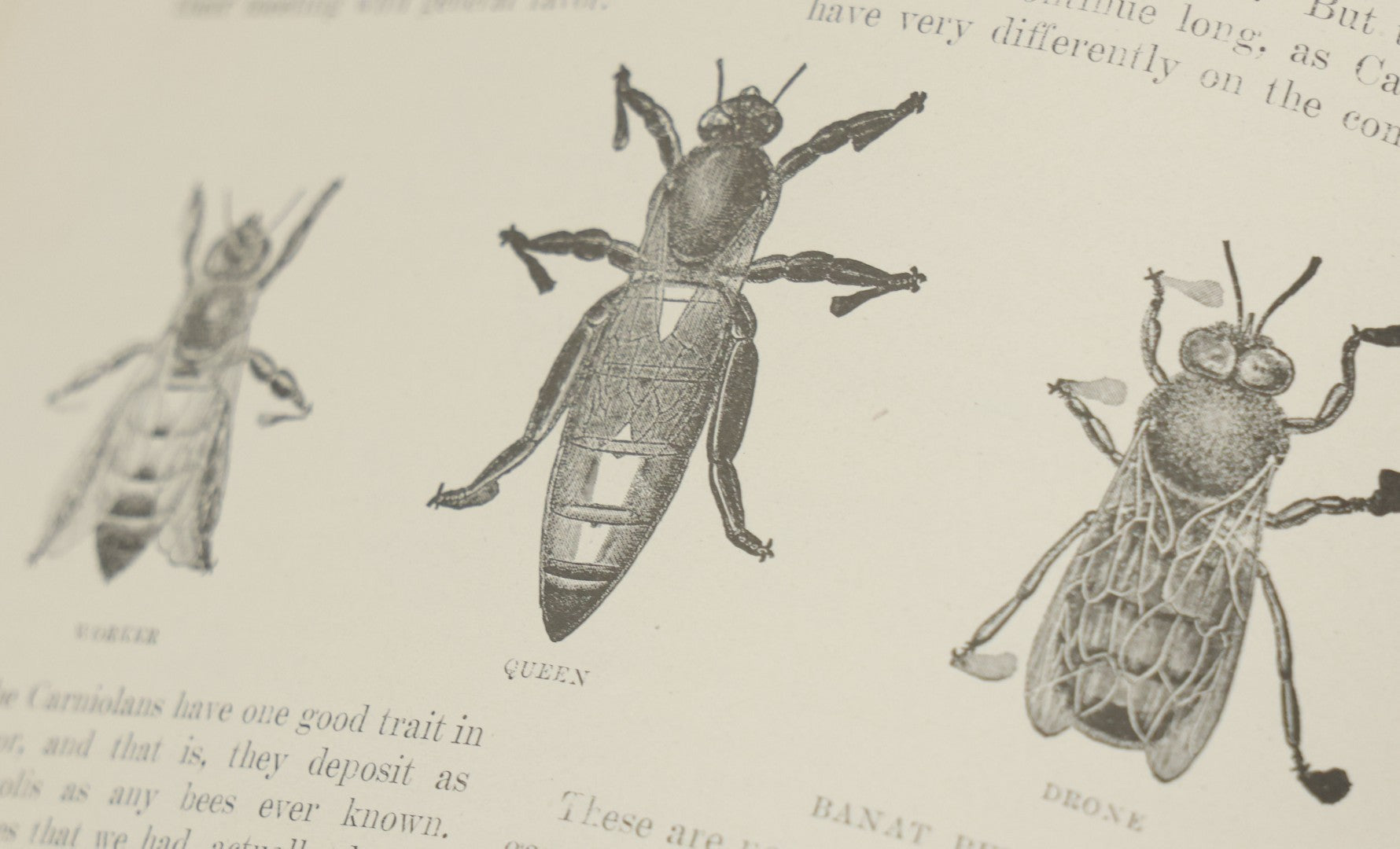 Lot 047 - "The Abc And Xyz Of Bee Culture" Antique Book By A.I. Root And E.R. Root, All About The Care Of Honey Bees, Profusely Illustrated, 1913 Edition