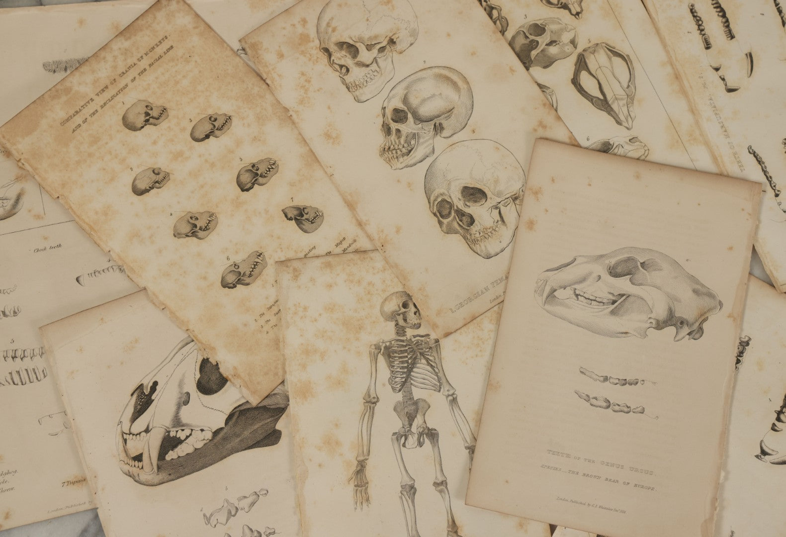 Lot 065 - Grouping Of 21 Antique Engravings Of Bones, Skeletons Horns, Including Human Skull, Chimpanzee, Circa 1827