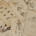 Lot 065 - Grouping Of 21 Antique Engravings Of Bones, Skeletons Horns, Including Human Skull, Chimpanzee, Circa 1827