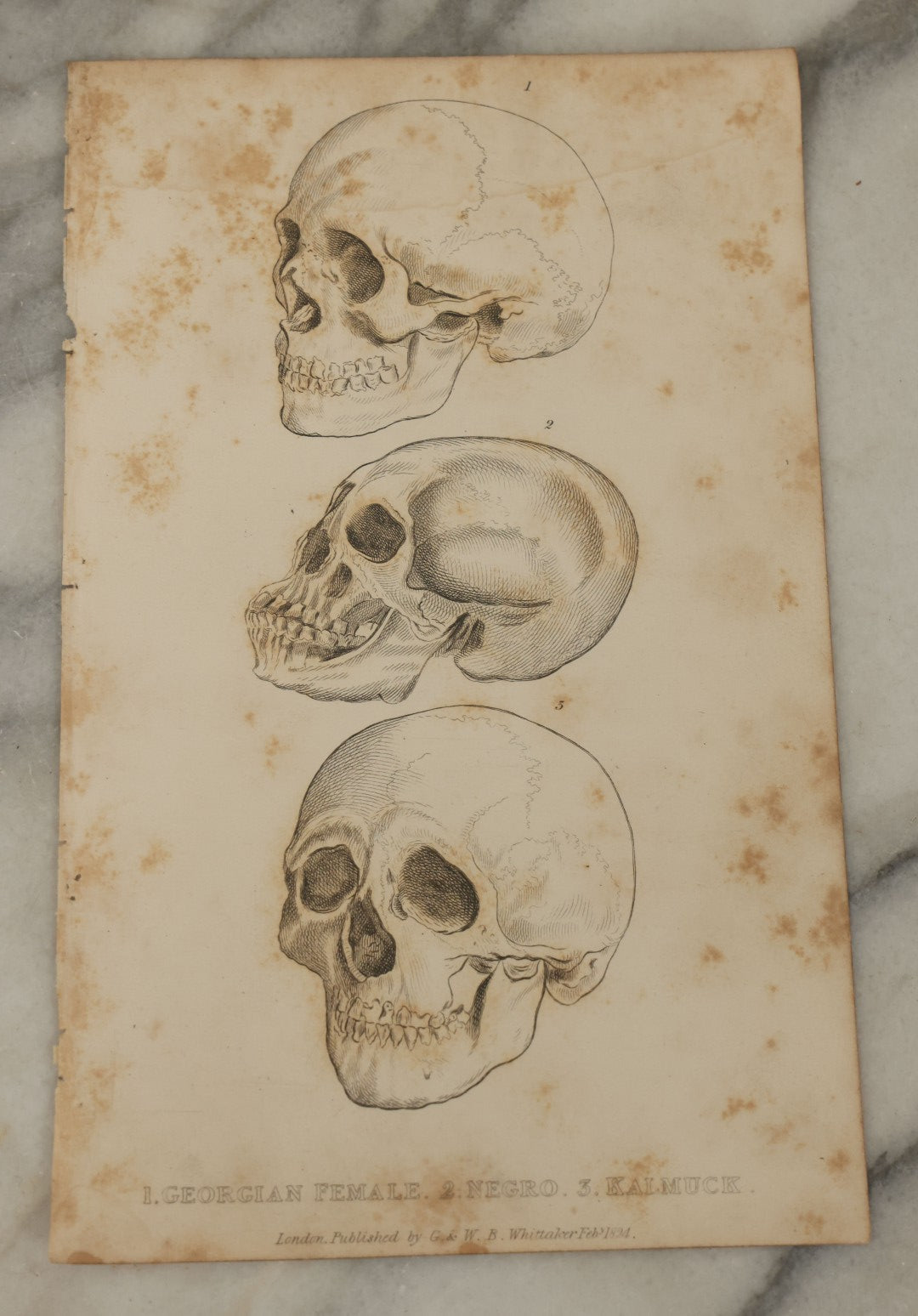 Lot 065 - Grouping Of 21 Antique Engravings Of Bones, Skeletons Horns, Including Human Skull, Chimpanzee, Circa 1827