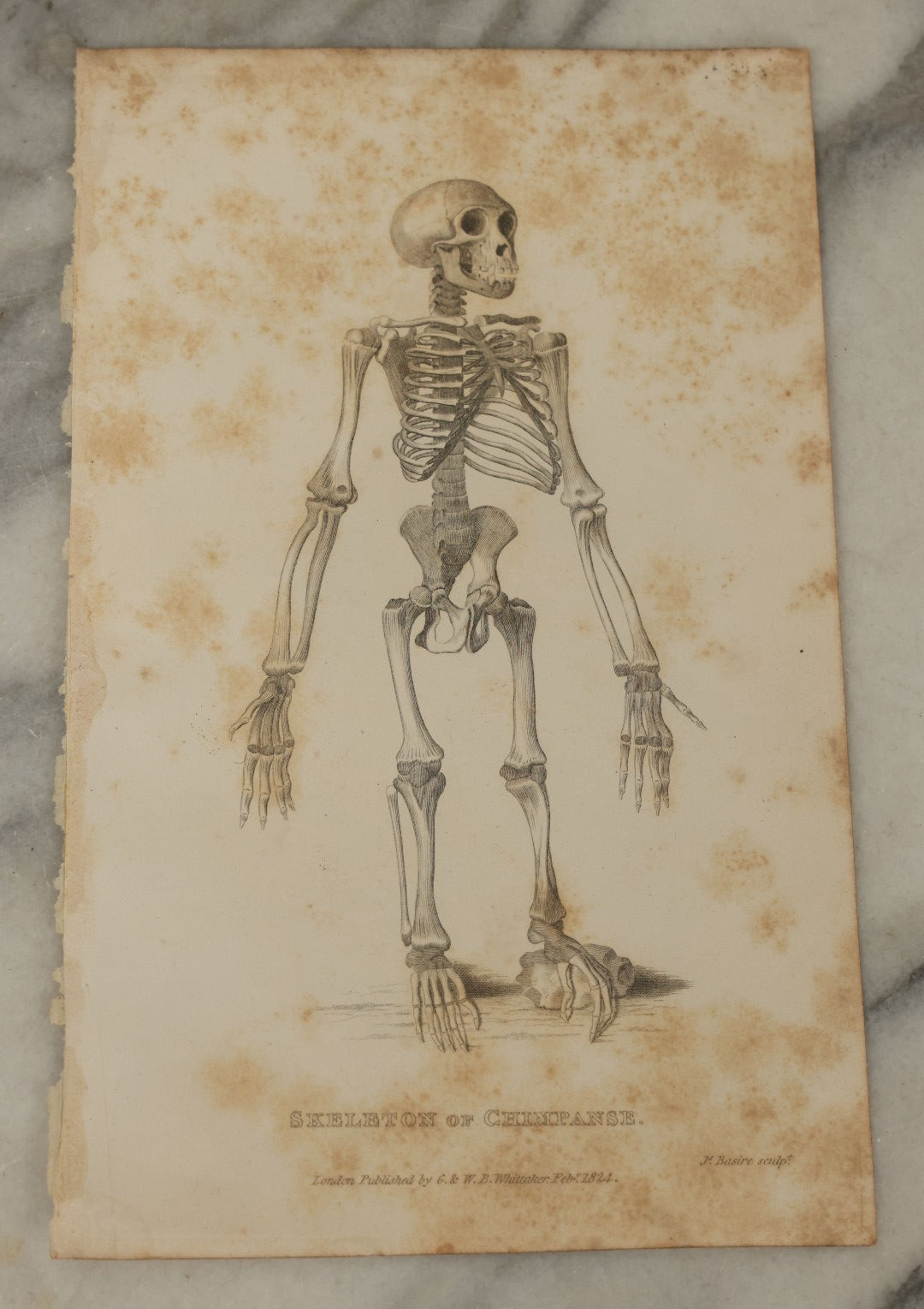 Lot 065 - Grouping Of 21 Antique Engravings Of Bones, Skeletons Horns, Including Human Skull, Chimpanzee, Circa 1827