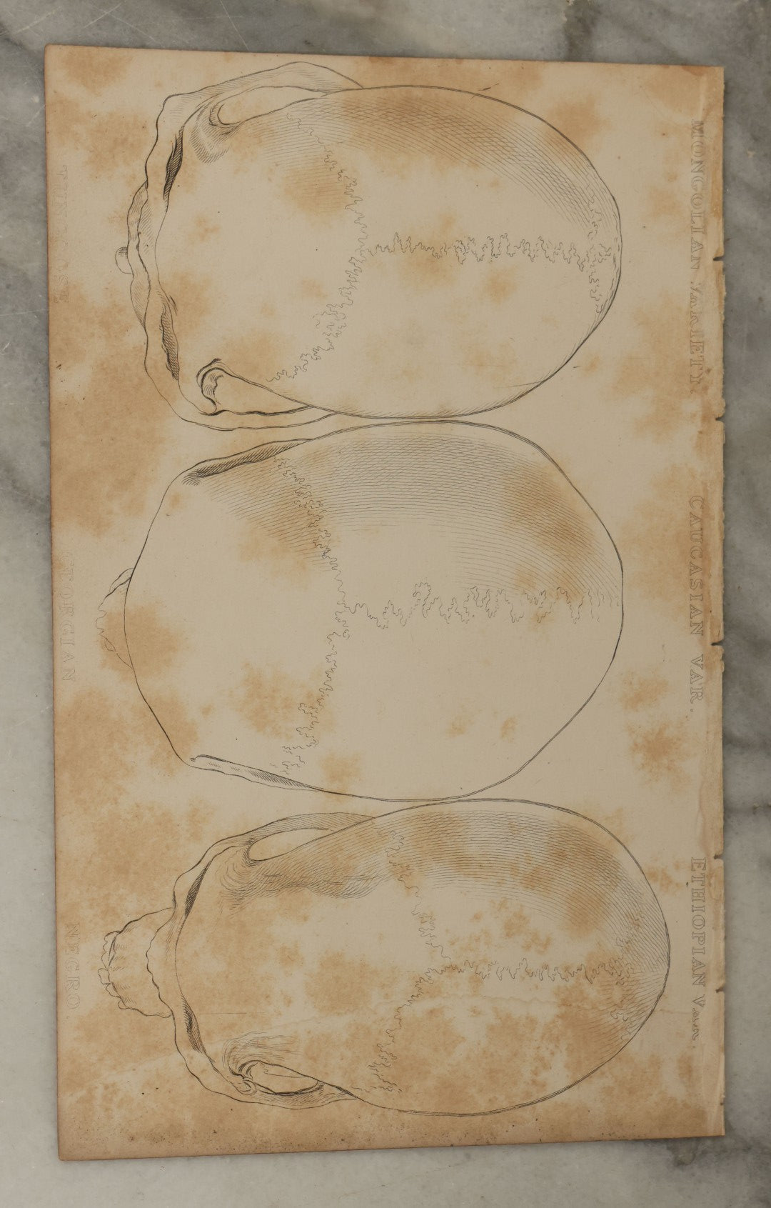 Lot 065 - Grouping Of 21 Antique Engravings Of Bones, Skeletons Horns, Including Human Skull, Chimpanzee, Circa 1827